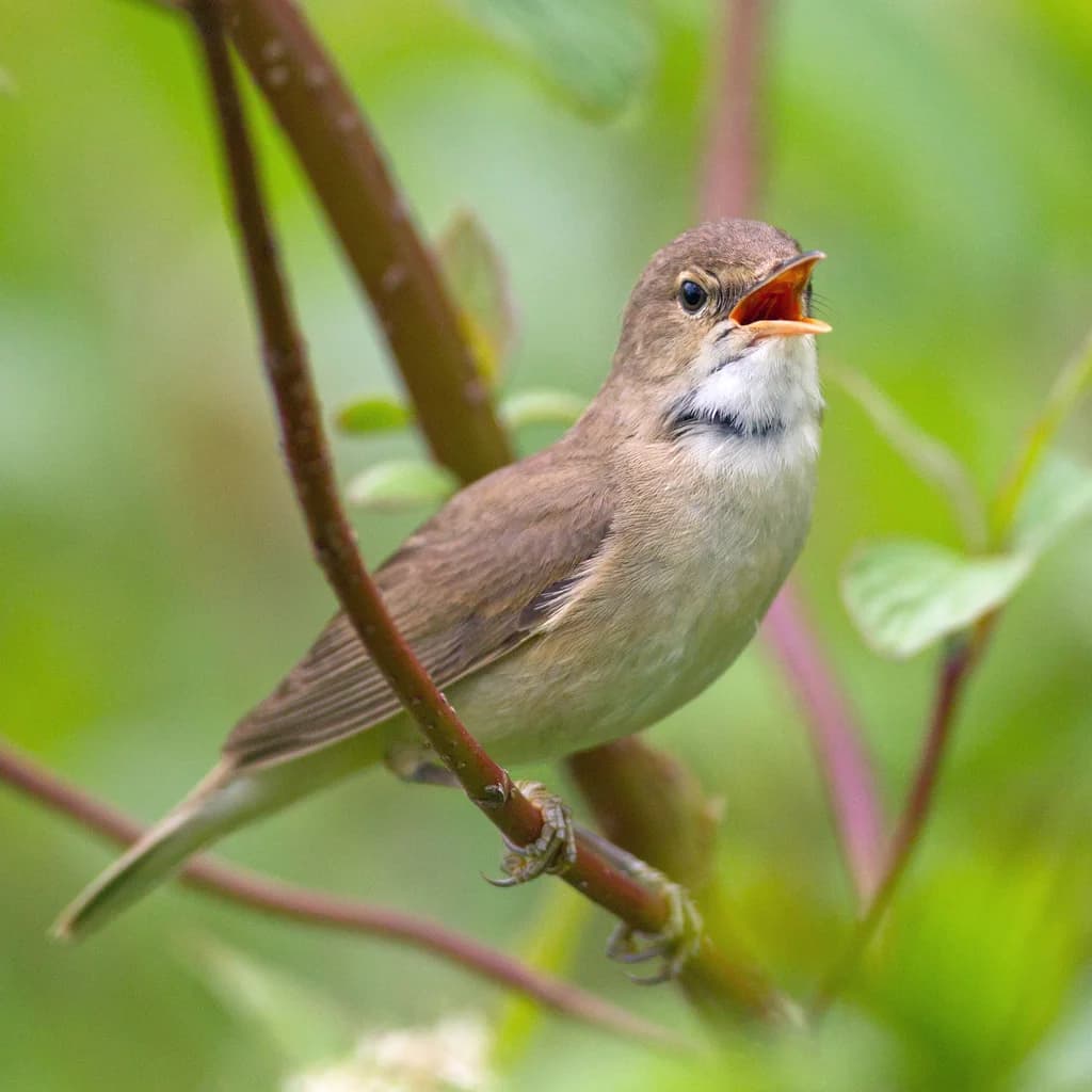 Spring Birdsong Walks at WWT London Wetland Centre