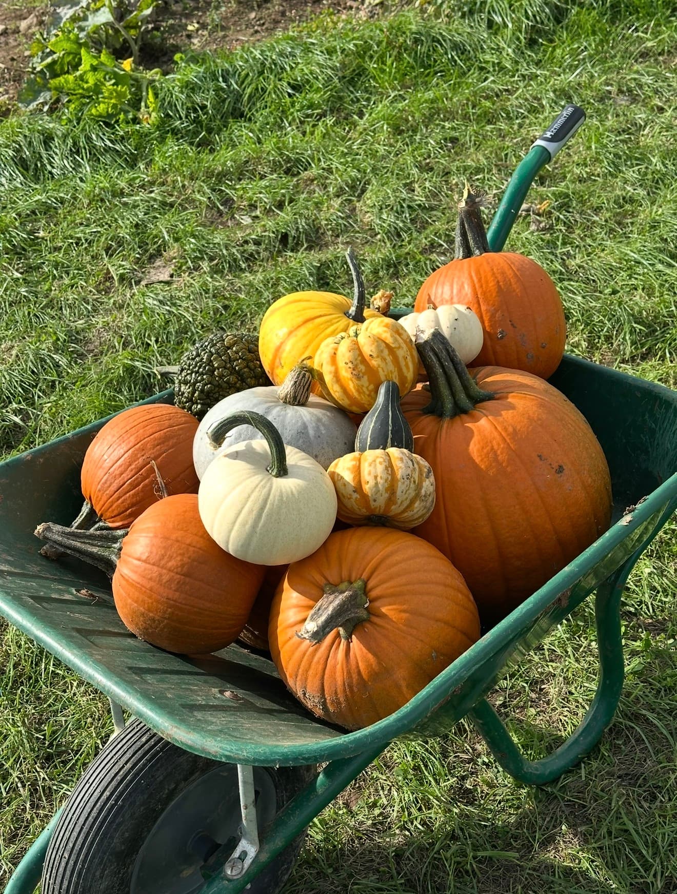 Pumpkins, Pinot & Picky Bits: Second Date!🎃